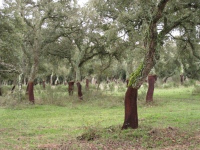 Forêt de chênes-liège.