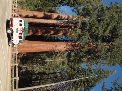 Bremach / A Sequoia Park 2