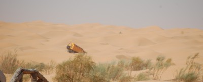 ifa dans les dunes