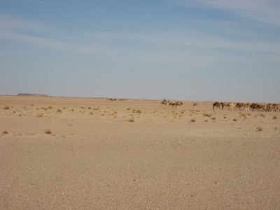 caravane de dromadaires (environ 4 groupes de 100 bêtes)