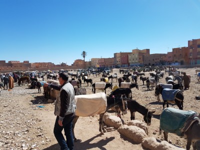 La marché aux ânes de Rissani